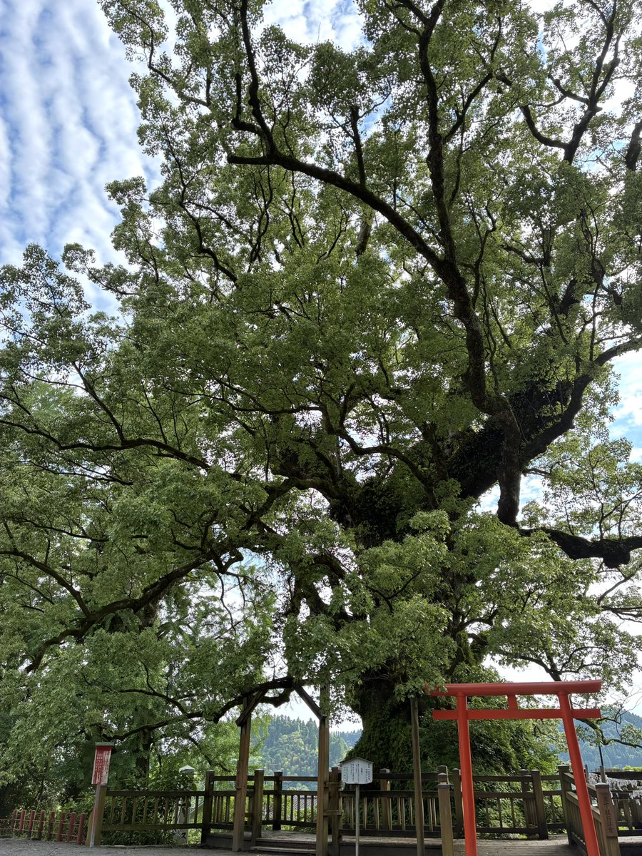 sakurafoods1888's tweet photo. 蒲生八幡神社にお詣り
#潜入捜査 #蒲生八幡神社 #大楠 #御神木
#樹齢1500年 #蒲生の大クス
#神社 #参拝 #御朱印 #パワースポット
#GReeeeN #GRe4NBOYS #GRCReW 
#鹿児島県 #おいでよ鹿児島 https://t.co/wJSHnGWS3r
