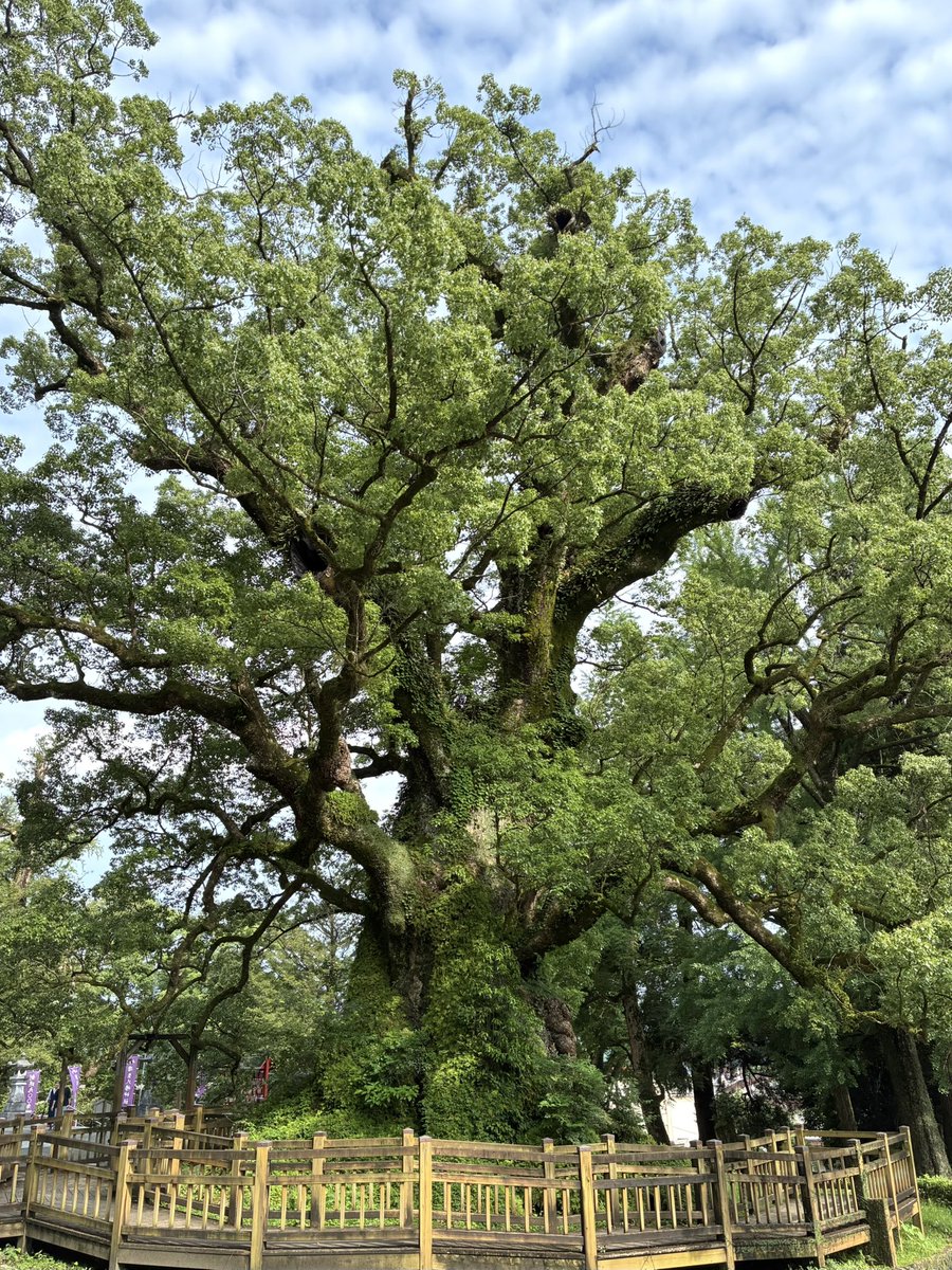 sakurafoods1888's tweet photo. 蒲生八幡神社にお詣り
#潜入捜査 #蒲生八幡神社 #大楠 #御神木
#樹齢1500年 #蒲生の大クス
#神社 #参拝 #御朱印 #パワースポット
#GReeeeN #GRe4NBOYS #GRCReW 
#鹿児島県 #おいでよ鹿児島 https://t.co/wJSHnGWS3r