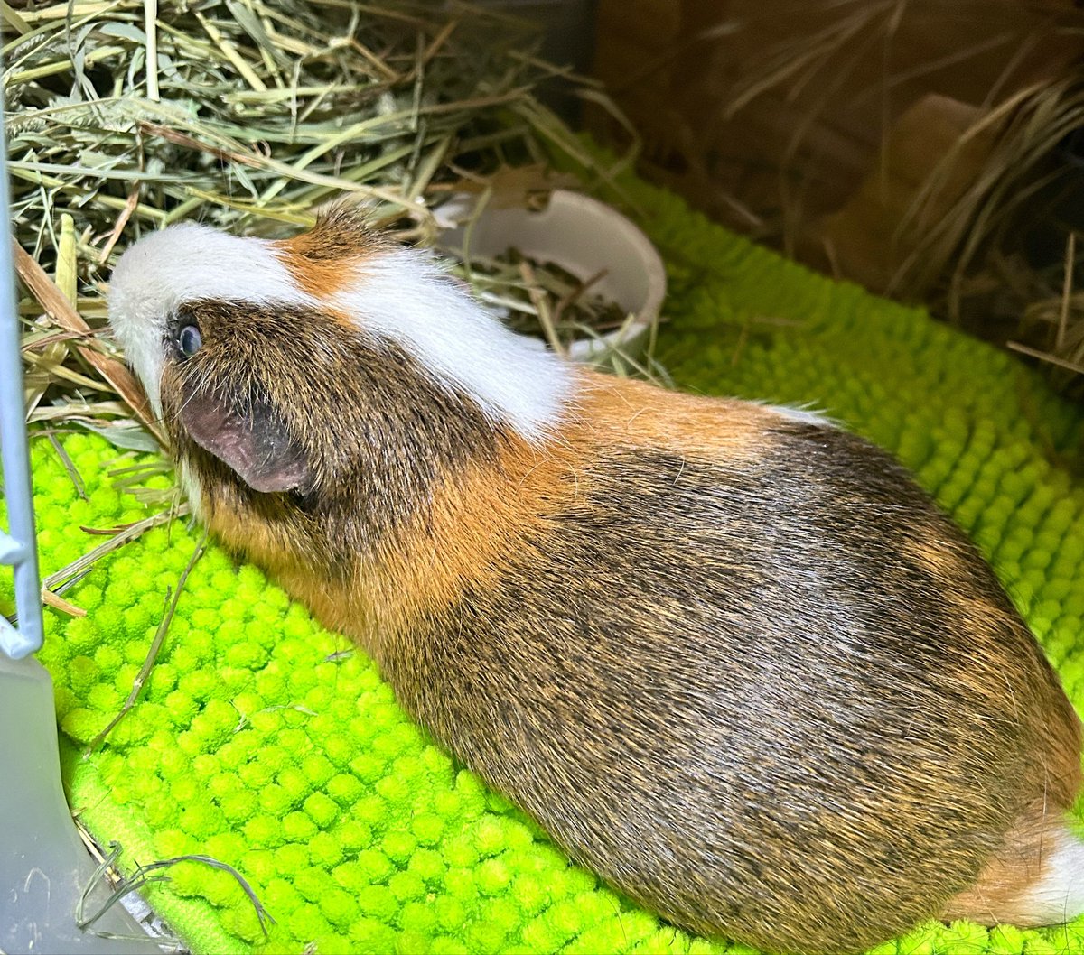 sipponosaki's tweet photo. 6/10

もちさん
8歳11ヶ月になりました！

半分くらい自力で食べ
半分くらいはお給餌
してます

お薬が効いているのか
軟便の日が
少なくなったような気もします

相変わらず
毛艶はいいと思います

もきゅ

#モルモット
#もちさんメモ https://t.co/sxi8opqaYu