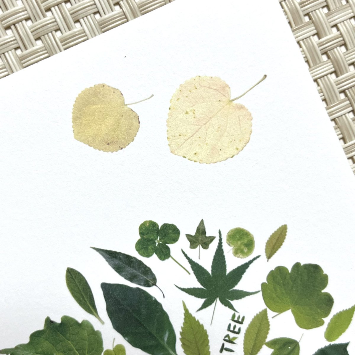 plusleaves's tweet photo. NEW✨GREEN TREE ポストカード販売開始

お待たせいたしました❣️
…か、どうかは分かりませんが😅

先日のツクルヒトタチ博の企画、デザイン選手権にてエントリーしていたポストカード作品の販売を、次回6/13出店のぶぶぶバザールより開始いたします✨ https://t.co/Shxsfx8Vj4