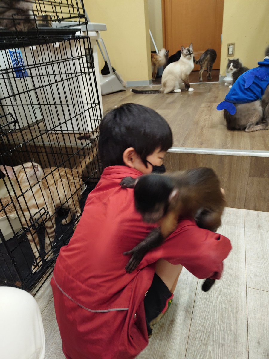 _syaaan_'s tweet photo. お猿さんの赤ちゃんや１ヶ月の子猫もいてまじ尊い https://t.co/C99ZotuTx1