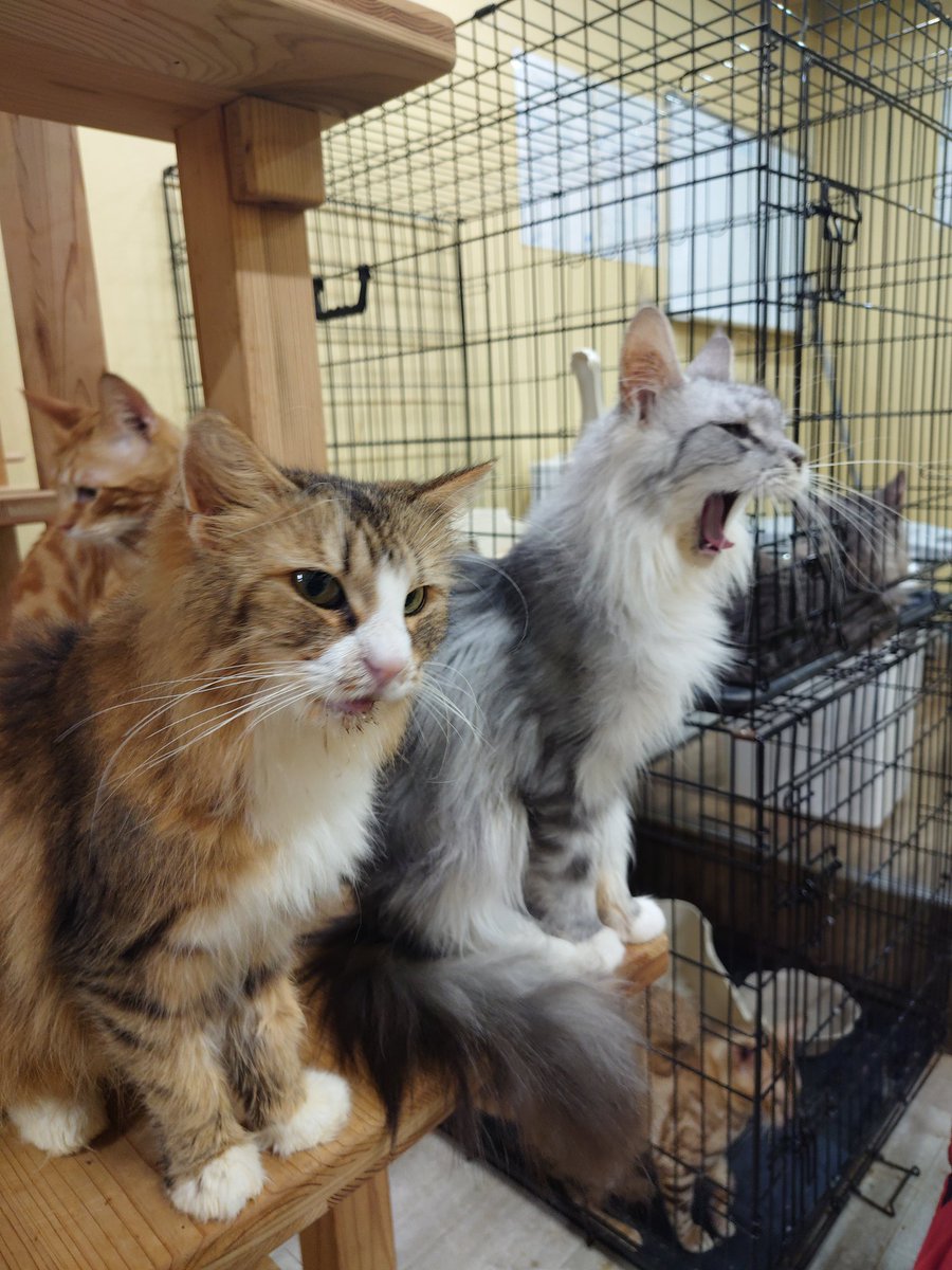 _syaaan_'s tweet photo. お猿さんの赤ちゃんや１ヶ月の子猫もいてまじ尊い https://t.co/C99ZotuTx1