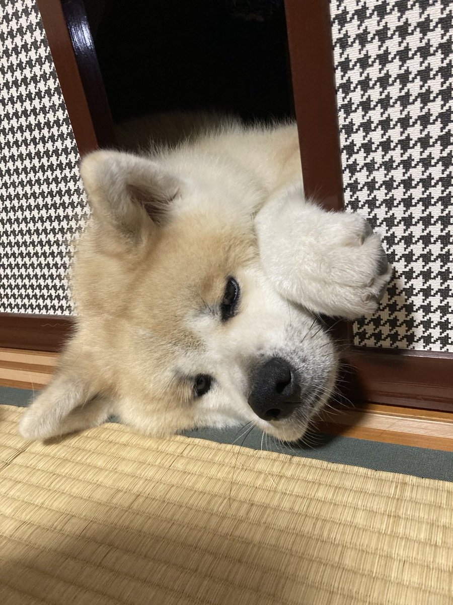 iide_shou's tweet photo. モデル:この犬 https://t.co/kZcSyFne1h