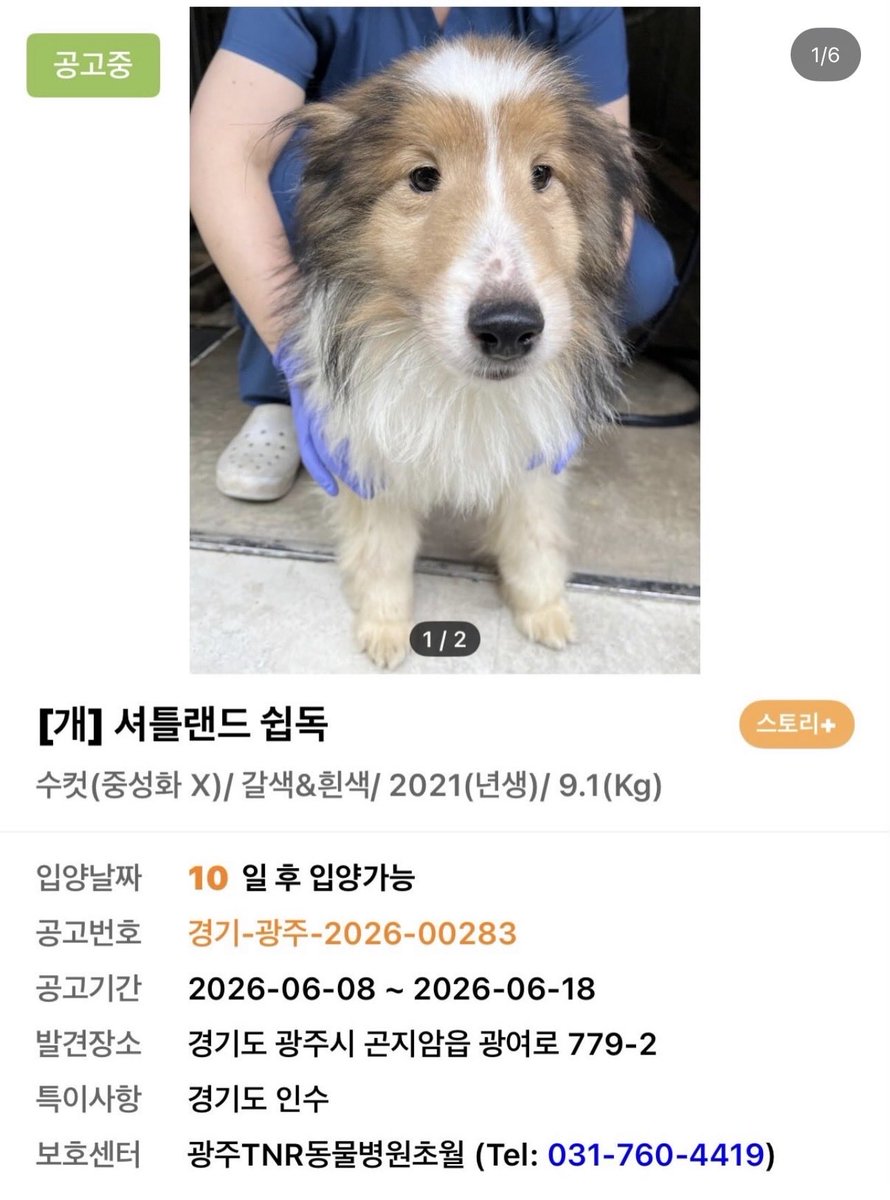 dongeulttolmang's tweet photo. 셔틀랜드 쉽독 한번에 3마리 보호소 들어왔네… https://t.co/fHyUELnVUW