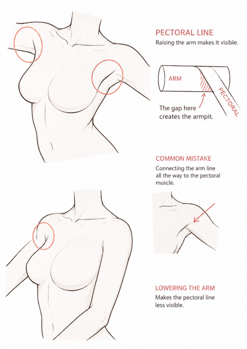 ChromaFlowx's tweet photo. the pectoral line https://t.co/1hoYnM1Ry9