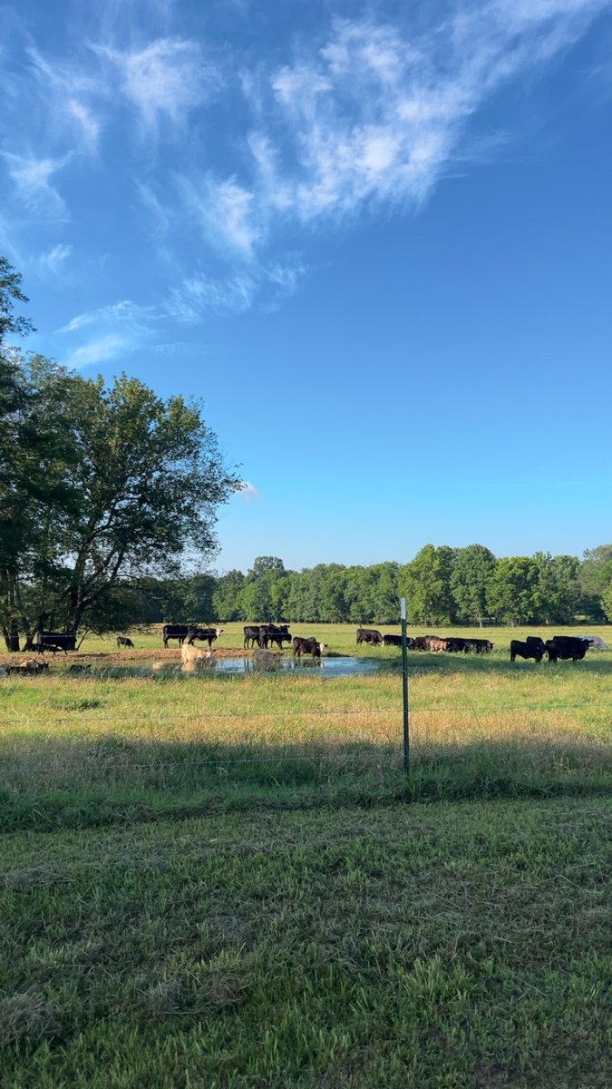 Carter_Cattle's tweet photo. I called it quits at Greenway a week ago. I like this office view better https://t.co/Z1ufNlGLNW