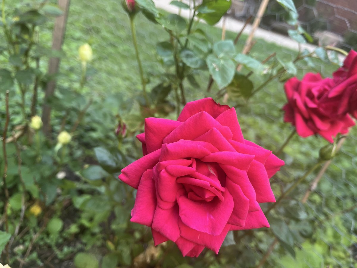JiminyJunk's tweet photo. @StaxxOnDexx @Azmorningstar20 Mine are blooming too https://t.co/aCJwSbi4sy