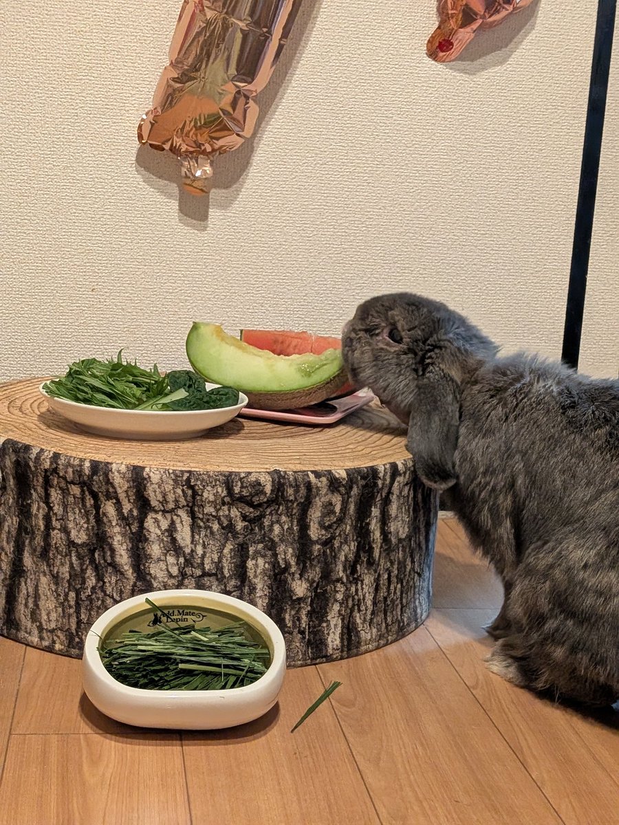 MONIMONI1029's tweet photo. 遅ればせながらメルちゃんのお誕生日をお祝いしました🎉🎂🎉🐰
人生初のメロン🍈を食べました😆
私もお裾分けしていただいで、今年の初物🤭
水々しくて、とっても甘かったです🤤
1日1日を大切に過ごしていければと思います😊
#ウサギ好きさんと繋がりたい
#ホーランドロップ
#ウサギお誕生日 https://t.co/IBR5xWdR7c