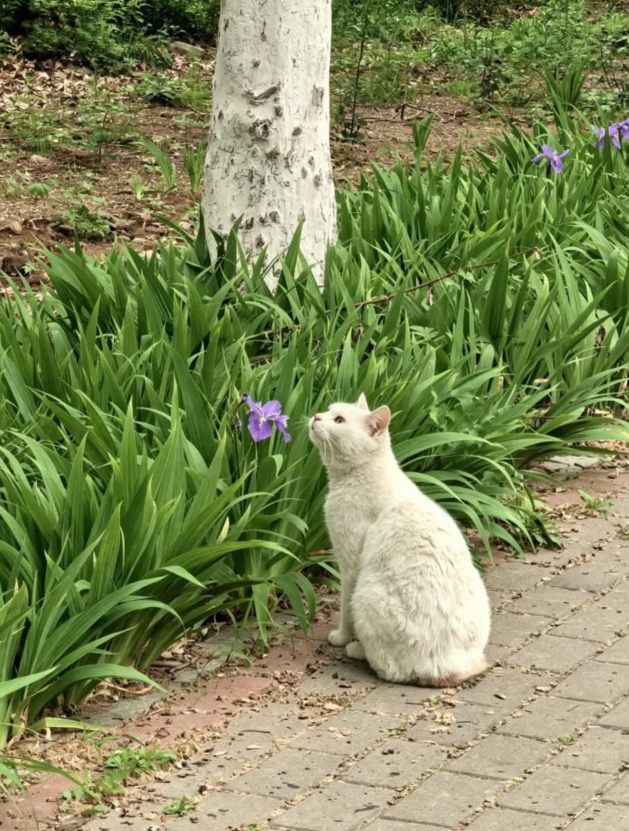itsme_urstruly's tweet photo. Distracted by a flower and forgot where it was going 🌺 https://t.co/o2mqGn8Vuc