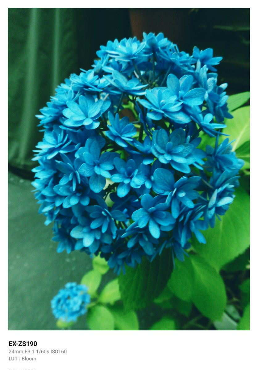 jite_photo's tweet photo. 紫陽花
「ごきげんよう」って品種だそうです。
#紫陽花 #コンデジ #EXILIM https://t.co/1qc9dcJvLI