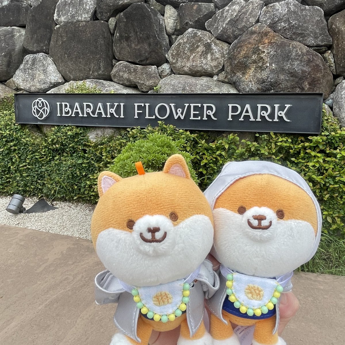 HR0218's tweet photo. 💐✨ https://t.co/pbnSOAB9lP
