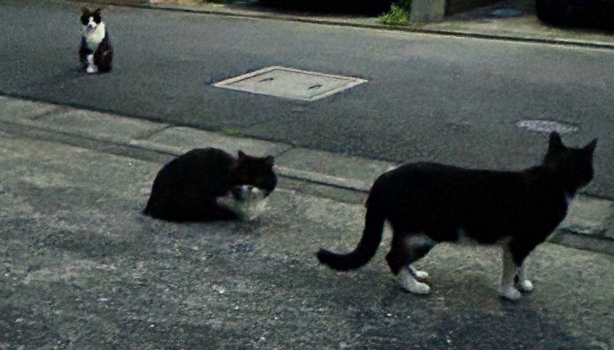 kotoha30's tweet photo. 田舎だから近所に野良猫居るんだけど、たぶんカラーリングから一族で一帯に活動してるみたい🐈‍⬛
そして、小さい命が誕生してた…
保護したいけど６匹以上は居る。
地域猫・野良猫、この子たちにとっての一番の環境で長生きしてほしい(エゴ) https://t.co/2Nl2FUF9kw
