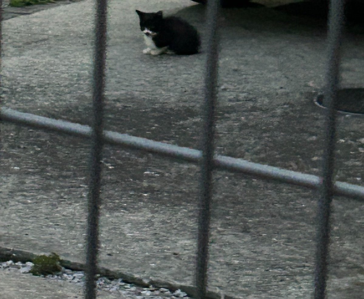 kotoha30's tweet photo. 田舎だから近所に野良猫居るんだけど、たぶんカラーリングから一族で一帯に活動してるみたい🐈‍⬛
そして、小さい命が誕生してた…
保護したいけど６匹以上は居る。
地域猫・野良猫、この子たちにとっての一番の環境で長生きしてほしい(エゴ) https://t.co/2Nl2FUF9kw