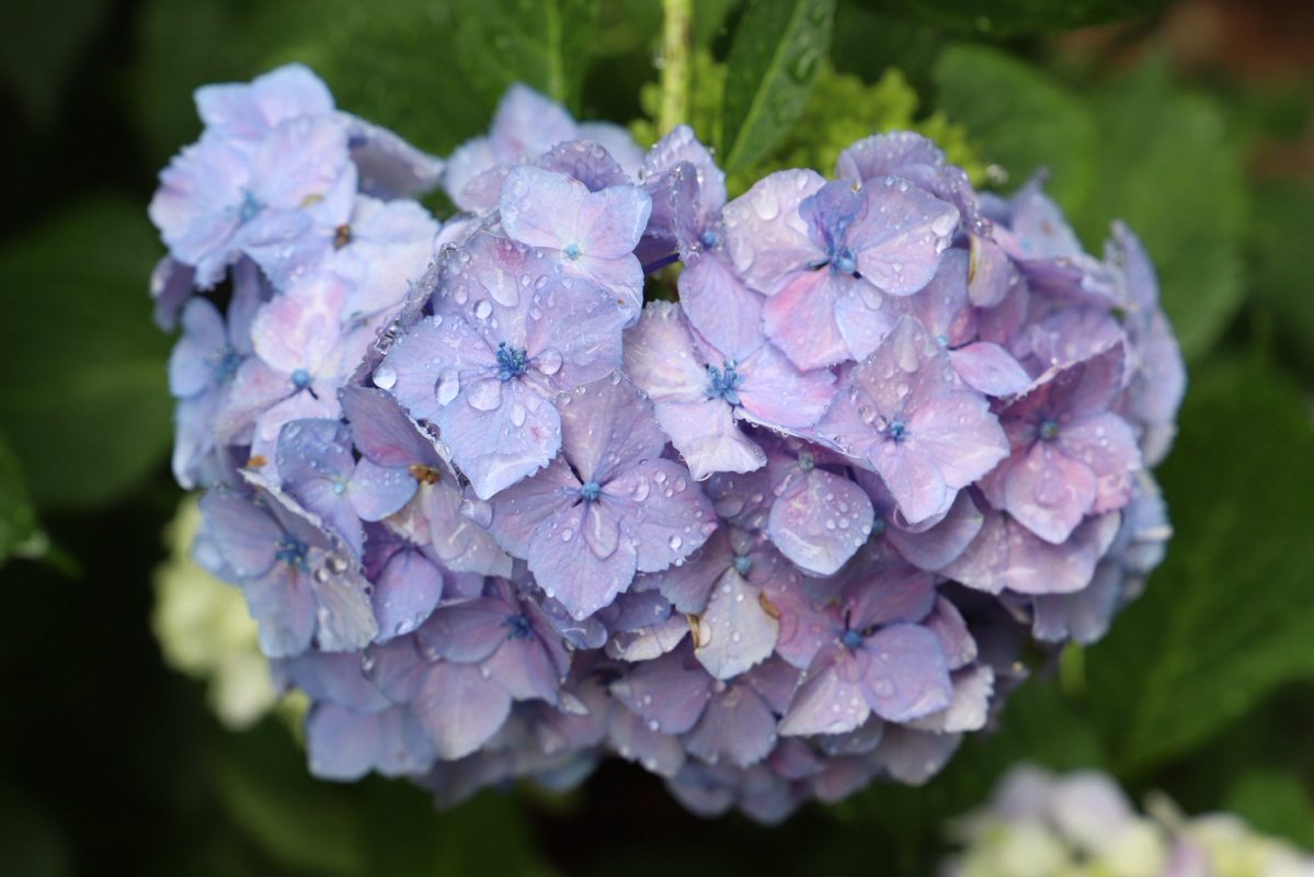 SSSTH_SAN's tweet photo. 雨上がりの紫陽花、とてもポテンシャルがたかい https://t.co/e4iBkiOoRZ