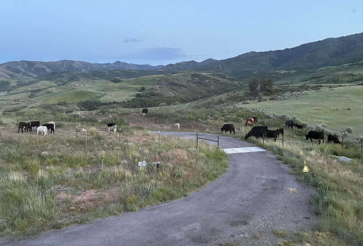 monsterhunter45's tweet photo. @cowincrisis @aelfred_D No. I see you guys trying to sneak into my yard. Back off, cow. https://t.co/RzBuISzuOC