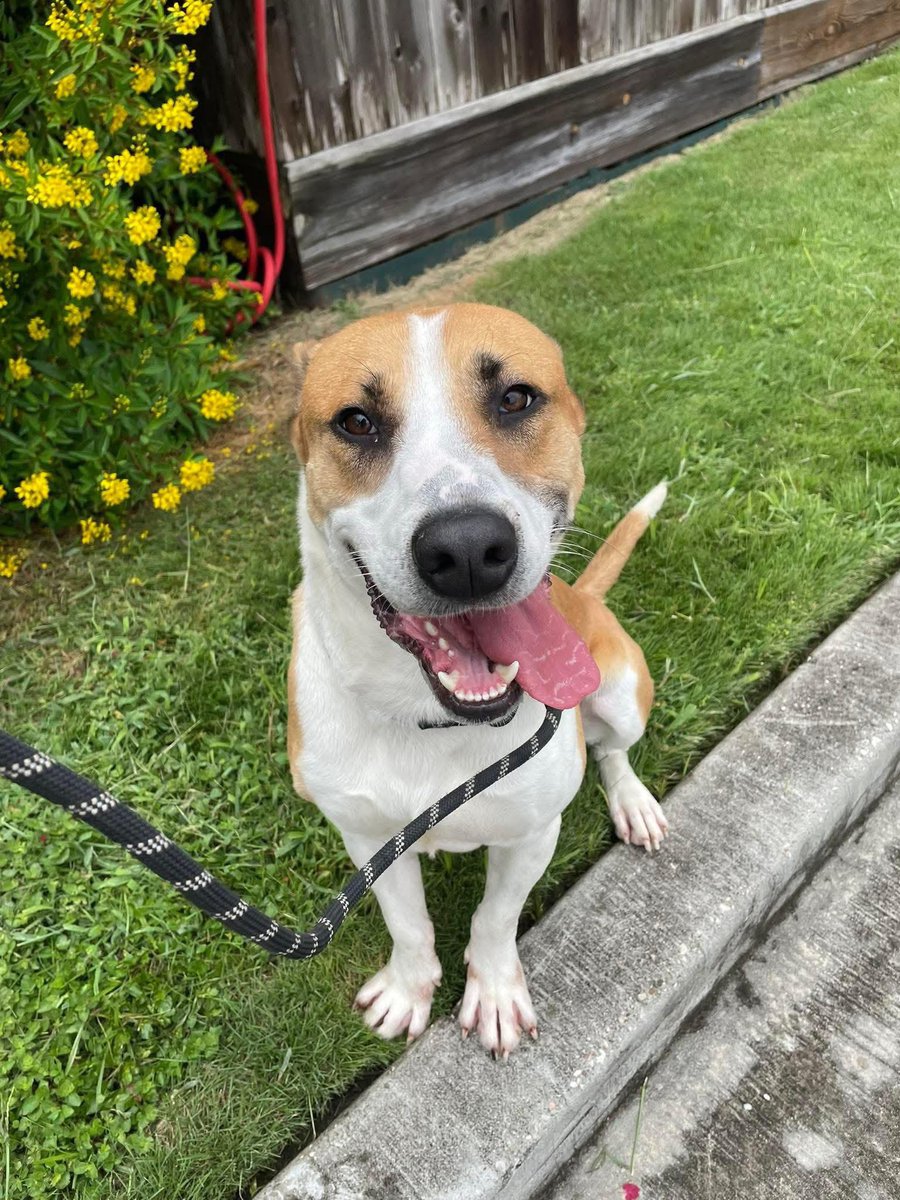LoneStarChica's tweet photo. 🚨 URGENT: Dr. Doofenshmirtz needs help now.

This sweet boy has already been through so much. He was found abandoned and chained to the back porch of a house, standing in water and surrounded by trash after his owners moved away and left him behind.

Despite everything he has endured, Dr. Doofenshmirtz has remained incredibly loving, social, and full of joy. He adores people and absolutely loves other dogs. He has even been the shelter’s go to dog tester because he gets along with every dog he meets.

He truly is a social butterfly with a heart of gold.

Now Dr. Doofenshmirtz is on the urgent list with a deadline of June 16, 2026 at 2:00 PM, and he is running out of time. He desperately needs a foster or adopter to give him the second chance he deserves.

Please help save this amazing boy by fostering, adopting, or sharing his story. His future depends on it. ❤️🐾

Dr. D. A184550 Neutered 3 years old 57.8 pounds Vaccinated Dog friendly

🐶 Pasadena Animal Shelter 5150 Burke Road Pasadena, TX 77504

📩 The shelter’s best communication line is email:
Adoptions: adoptions@pasadenatx.gov
Fostering: foster-rescue@pasadenatx.gov