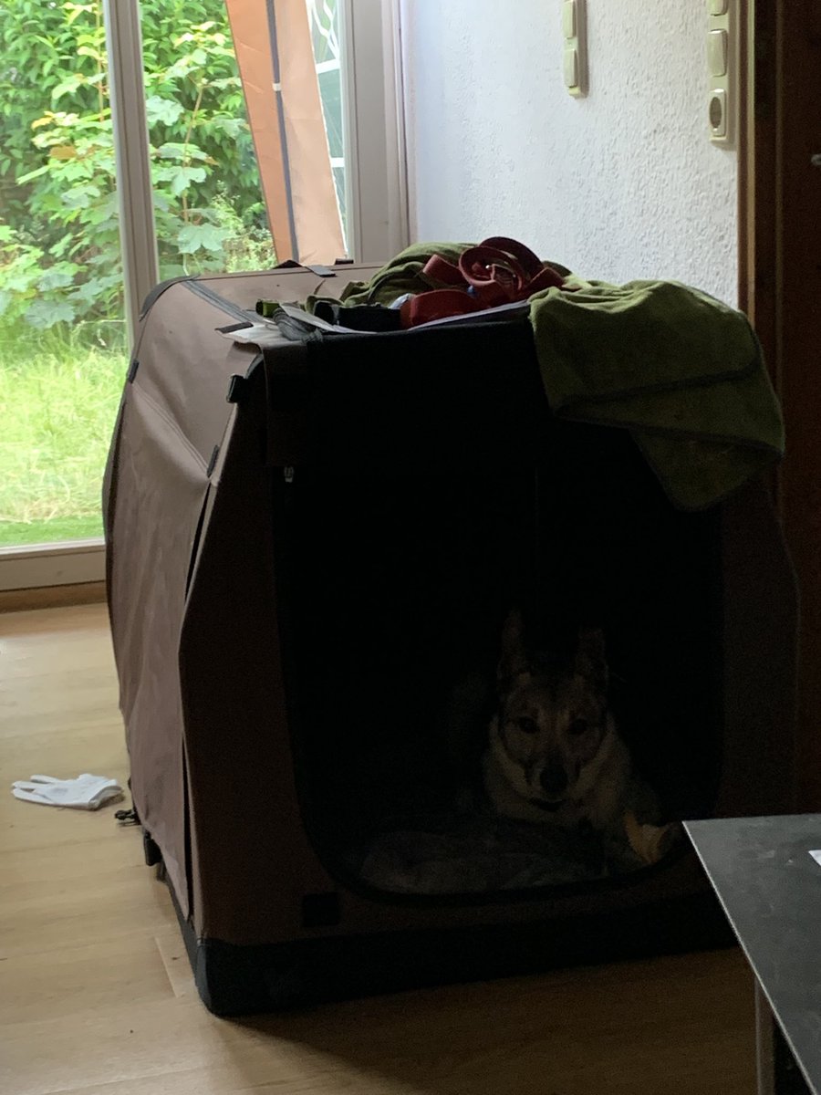 SimbiSmarty's tweet photo. Im Gegenzug waren in den letzten 3 Stunden 3 emotionalere Situationen. Die Türklingel als ein Paket mit Smoothies für mich kam, 2 Katzen, die ich kurz vor Smarty im Garten entdeckte und hinterher wollte &amp; ein Nachbar der noch etwas unheimlich ist und mich brummen lässt. 😅 https://t.co/qGxNkhmUlK