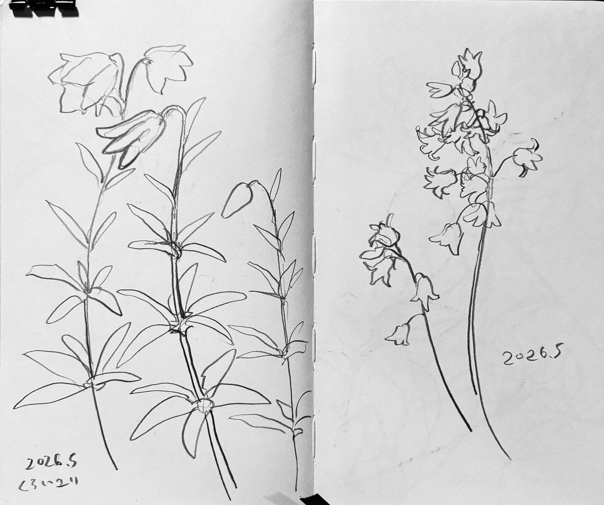 inoki_petrole's tweet photo. 植物スケッチ
黒いユリはちゃんとした名前がありますが思い出せません。赤紫がかっていて存在感があります💡

# 一日一絵 https://t.co/a13kAqdplI