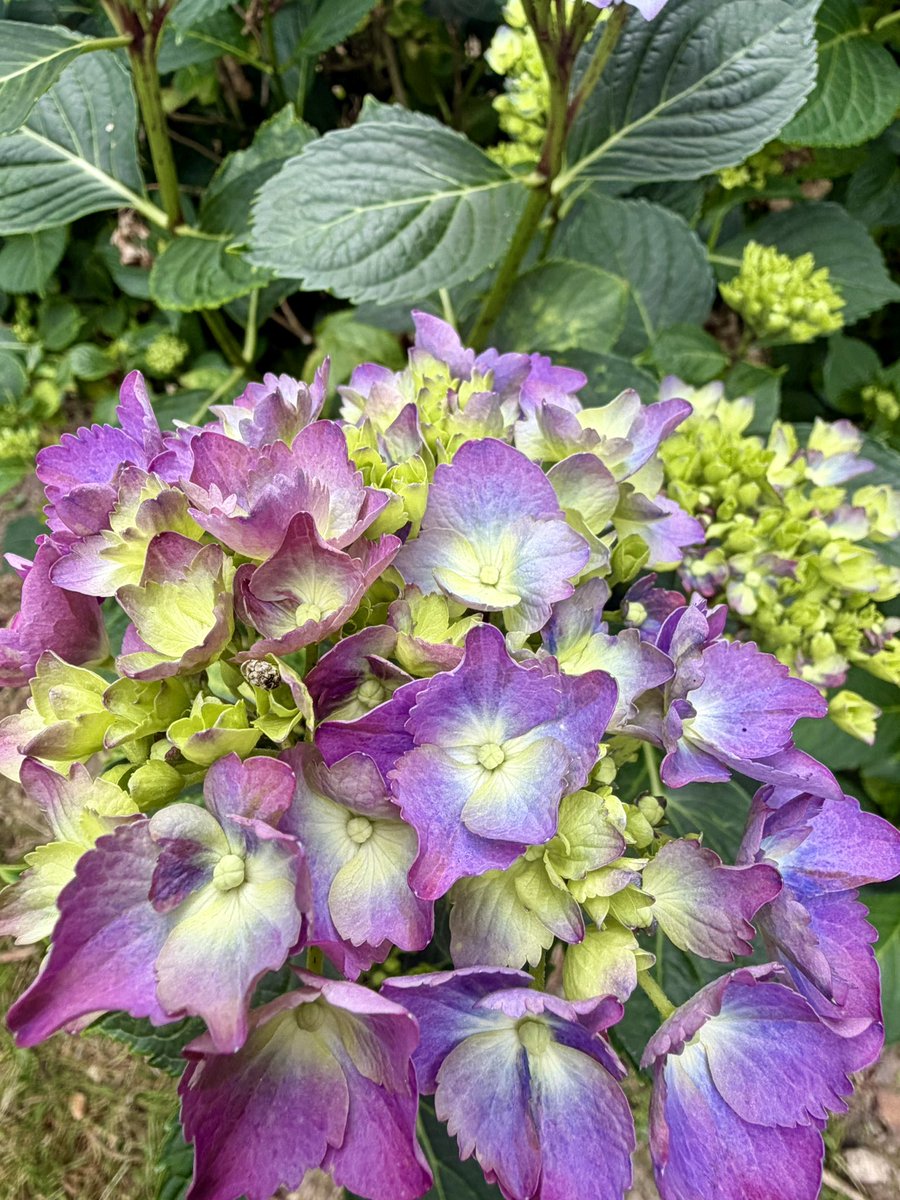 EmLiteraryB's tweet photo. Currently fulfilling my civic responsibility of jury duty.

Unfortunately, I forgot both my book and my laptop, so I’ve spent the last two hours staring into the void.

Enjoy my hydrangeas starting to bloom while I slowly perish from boredom https://t.co/3i5GdCfO46