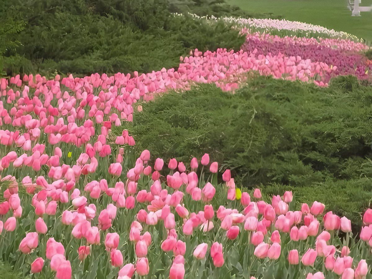 gardenofcolours's tweet photo. garden of tulips 🌷 https://t.co/UoBJRe0KOF