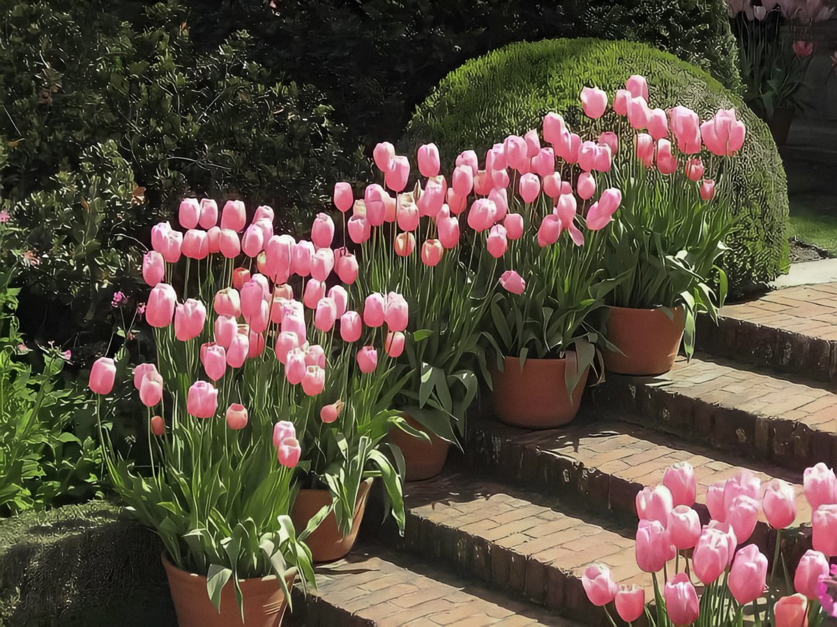 gardenofcolours's tweet photo. garden of tulips 🌷 https://t.co/UoBJRe0KOF