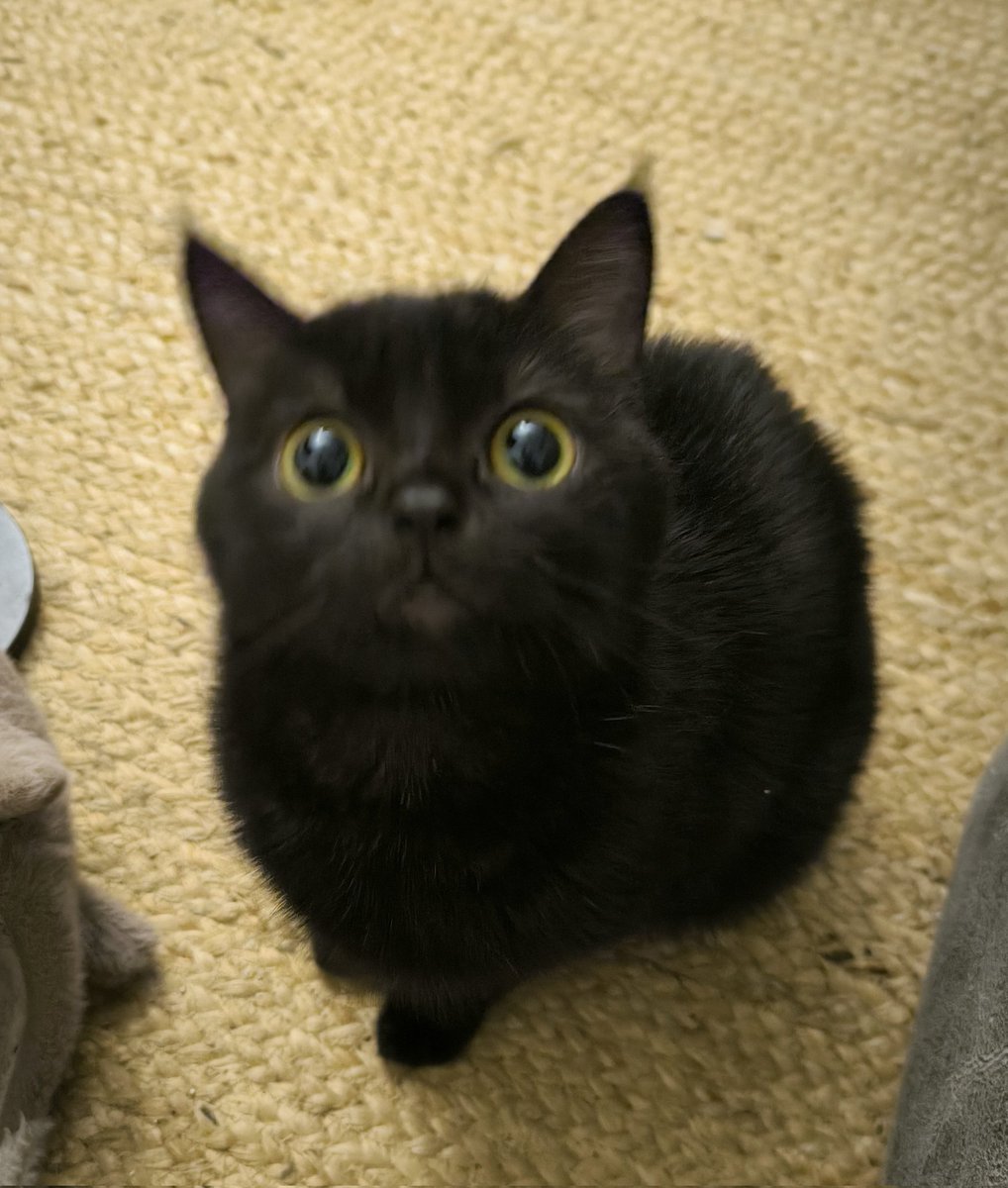 magpai_'s tweet photo. When I adopted Joy last year, the shelter made a mistake and gave my original cat to another family, so ended up with this cutie

So, by coincidence, I ended up with  black cat that I named Joy 🐈‍⬛🐶

#Enjoyyotdr #Junenannirin #เอนจอยจูน #EnjoyJune https://t.co/WYYnH3dN2d