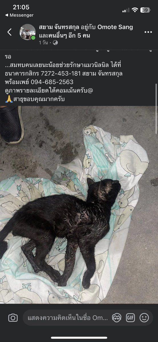 tspcsp's tweet photo. ทุกคนคะช่วยกันรีหน่อยค่ะ 

   น้องอ่อนเพลียเดินไปตกท่อน้ำเน่า คนแถวนั้นยกขึ้นมาวางไว้ น้องน่าจะพยายามลุกขึ้นจนหัวไปติดปูน เราเรียกกู้ภัยมาเอาออก และนำตัวน้องส่งรพ.แล้วค่ะ เบื้อต้นน้องตรวจพบเอดส์แมว+ลิว และมีอาการทางระบบประสาท ขาดค่ารักษาอีก 6000บาท 

#แมวจรป่วย #ช่วยแมว #ทาสแมว https://t.co/vjqkjk8YnV