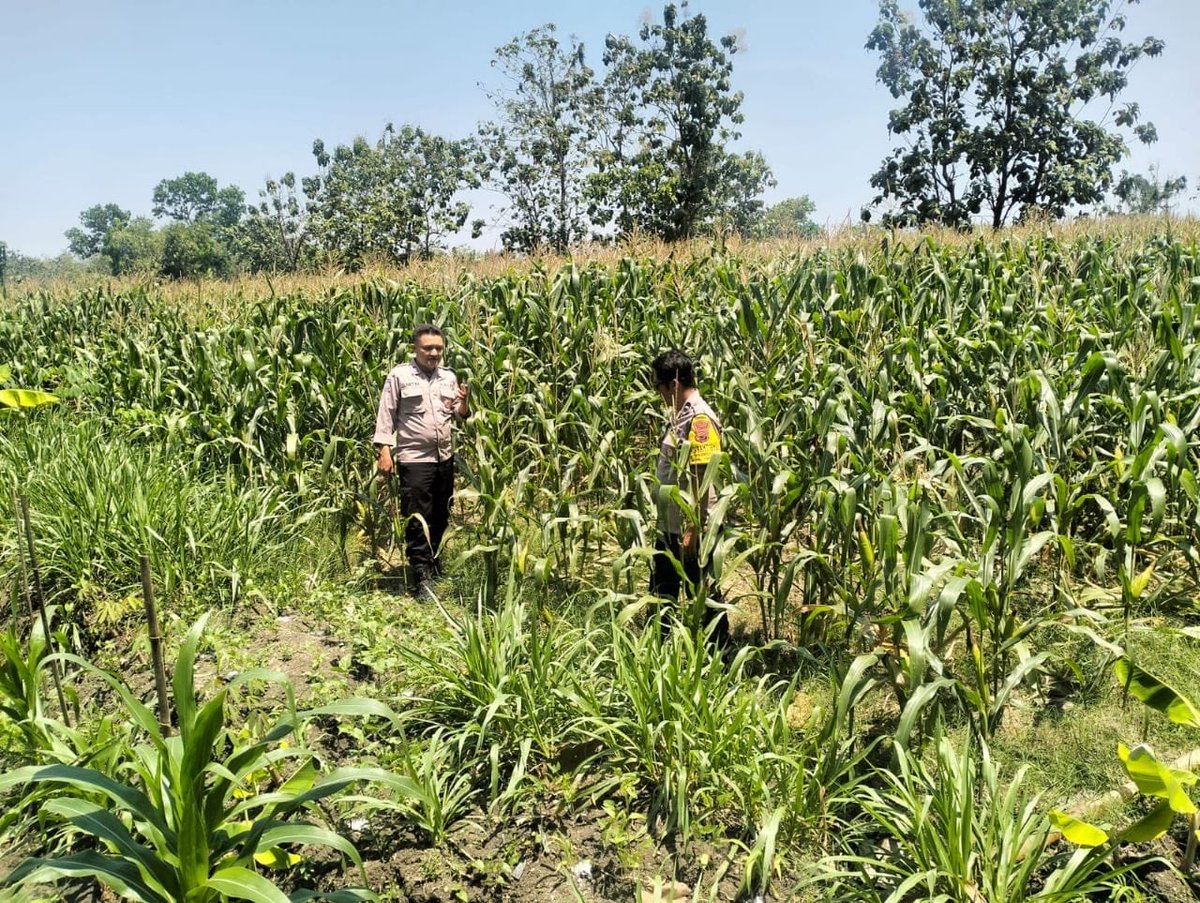 KatrianaNugroho's tweet photo. Polsek Miri Turun ke Sawah, Pastikan Jagung Kuartal IV Tumbuh Optimal Dukung Swasembada Pangan 2026
#SWASEMBADAPANGAN
#KETAHANANPANGAN
#POLRIMENDUKUNGKETAHANANPANGANPOLDAJAWATENGAH
#POLRI
#POLDAJAWATENGAH
#POLRESSRAGEN
#POLSEKGONDANG
#JAWATENGAH
#SRAGEN https://t.co/jCjPg9NTn6