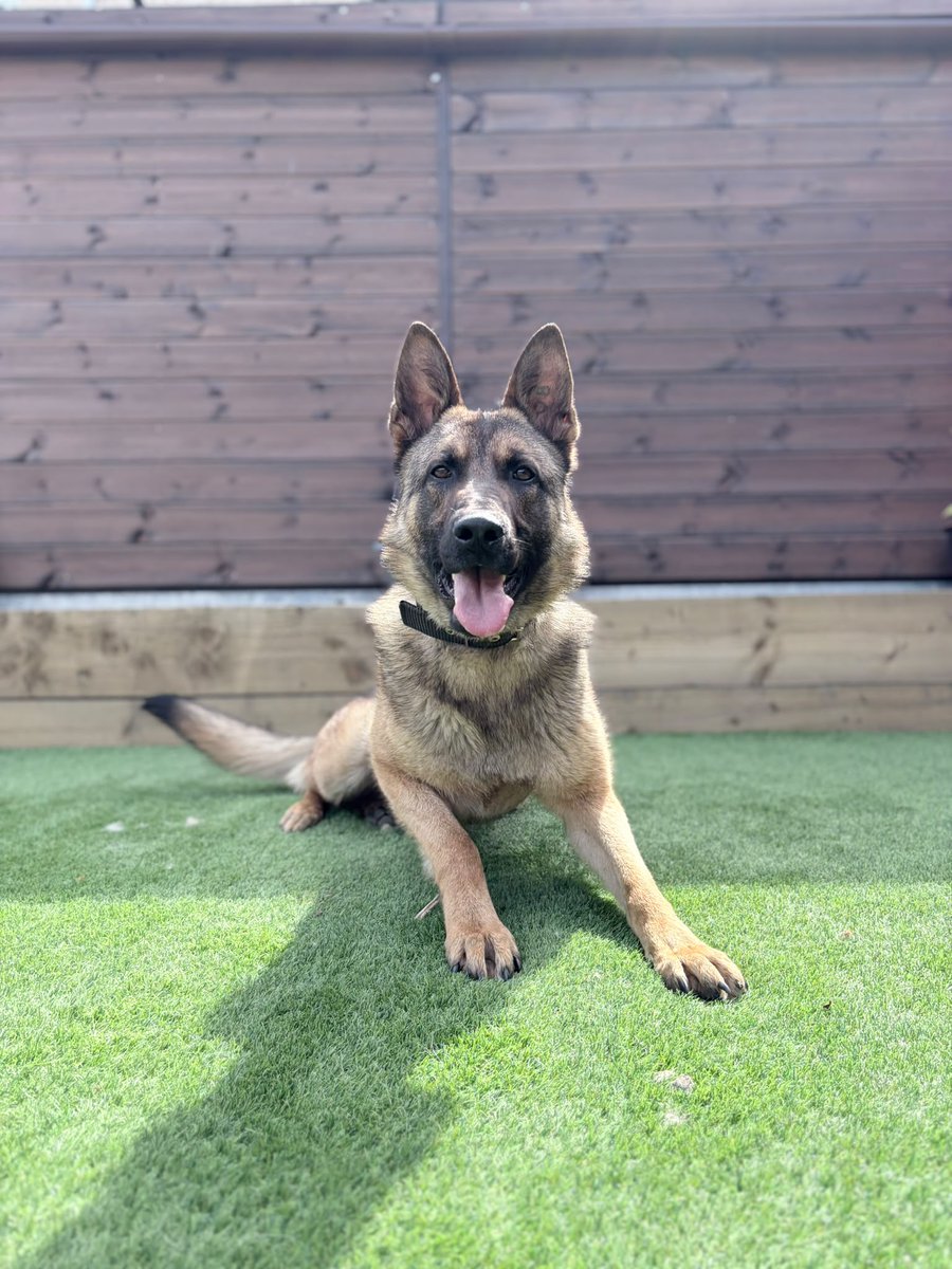 Police Scotland Dogs tweet media