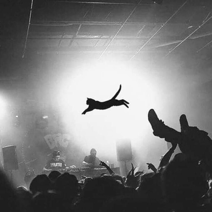 Poloniex's tweet photo. GM.

throws the cat into the bull market 🐱🚀 https://t.co/xPEaaUAmaG