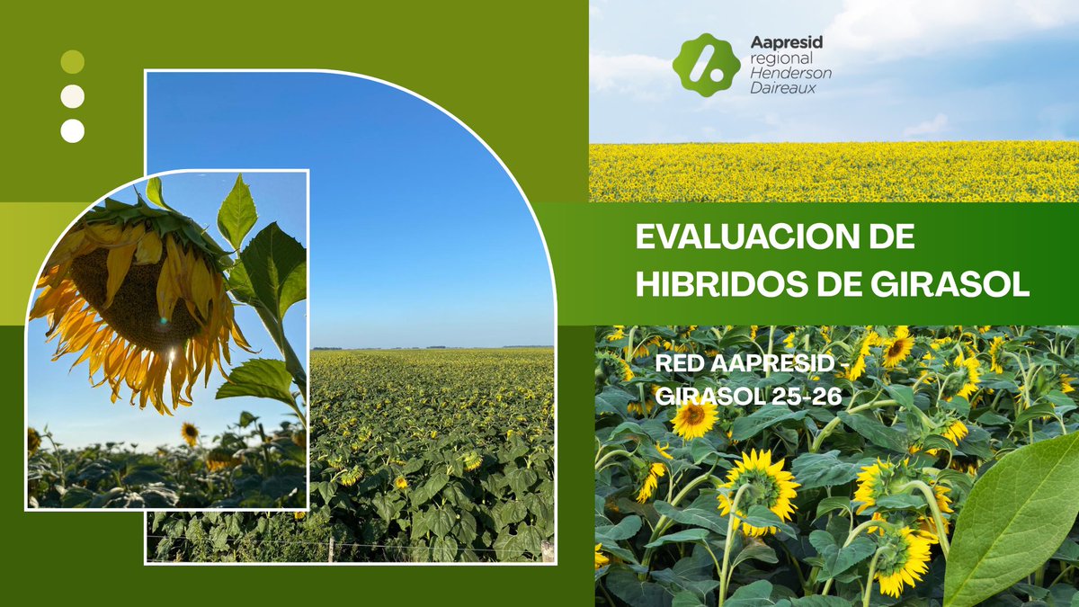 RegionalHD's tweet photo. Siempre es valioso generar información local para tomar mejores decisiones. 🌻

Comparto los resultados del ensayo de girasol de la Red Aapresid, una herramienta que nos permite seguir aprendiendo y comparando materiales en nuestras condiciones productivas.

Sigue👇 https://t.co/By2VeSMr6M