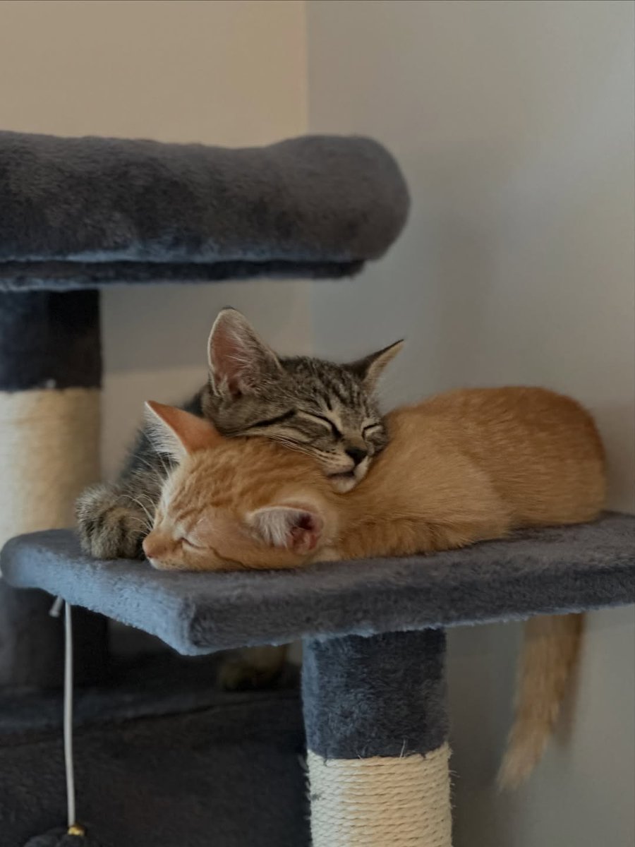 catsworldaura's tweet photo. https://t.co/oiHLlTH2ZM