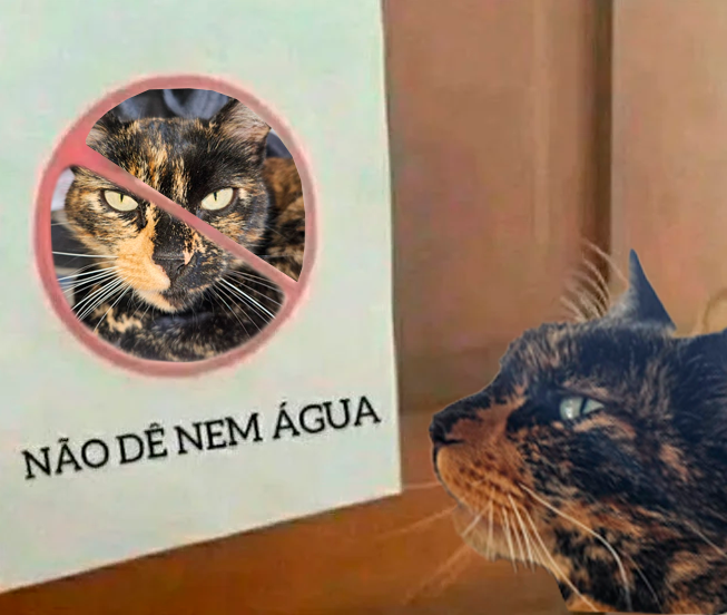 A_Abacatinha's tweet photo. ❗️IMPORTANTE❗️
Minha gatinha Kirara desenvolveu cálculos no ureter e na bexiga, infelizmente só deu sinais que estava mal quando a situação já estava avançada...
Em resumo preciso de ajuda
Vou deixar no fio:
-Tudo que ta rolando com ela
-Quanto custa cada coisa
-Como me ajudar https://t.co/LZqwB4rhYC