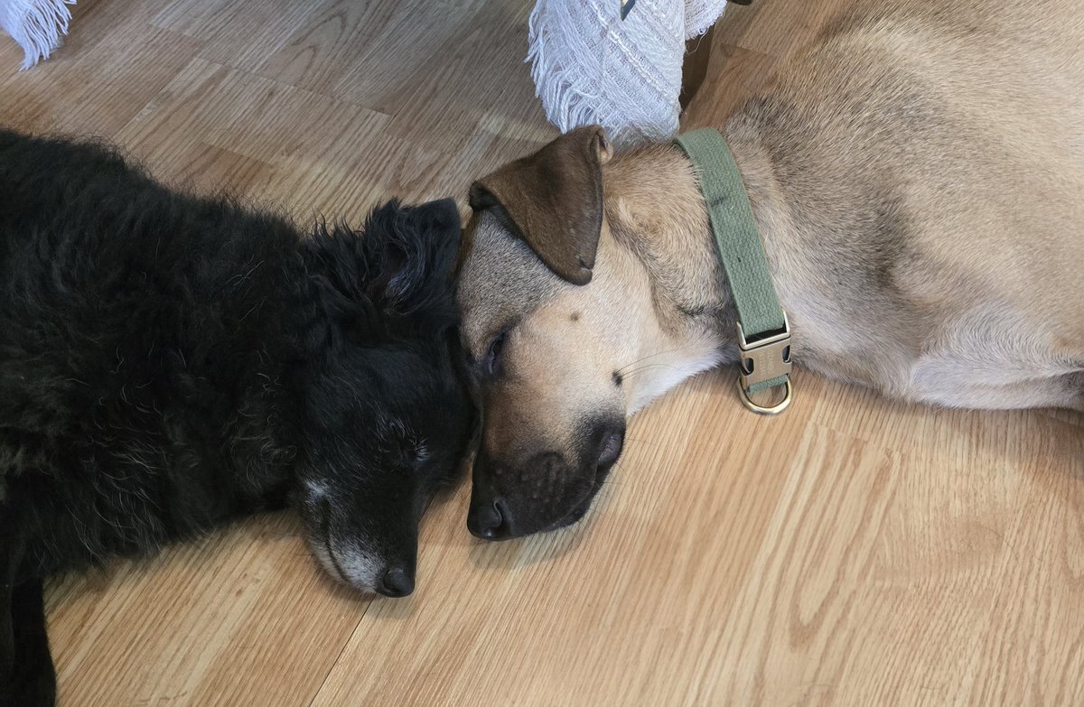 ajdgasi's tweet photo. Ako ste mislili da je Džambo dobar samo sa mačkama...... evo dokaz da je predobar sa svima. Udomi Džamba 🥰 https://t.co/w4xA96TK6S