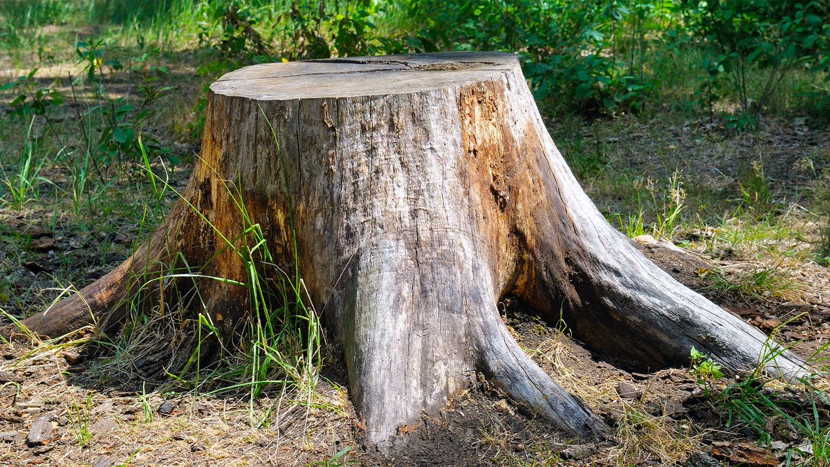 giveashitnature's tweet photo. So you just cut down a tree. Don't grind the stump out! You'd be bulldozing a habitat that's worth more dead than the tree was worth alive.

Dead wood is one of the busiest things in a backyard habitat. When researchers trapped the insects emerging from stumps and logs just a few years into rotting, they counted close to 200 species of wood-eating beetles. 

And it's not a one-and-done. A stump takes a decade or more to break down, and the tenants change the whole way. Fungi move in first and soften the wood. Then the beetles and their grubs. 

Then salamanders, centipedes, and ants in the damp rot. Then woodpeckers, digging the grubs out. By the end it's moss and seedlings growing out of what's basically soil.

No need to pay someone to grind all that out. Leave the stump where it is. If it really can't stay, have them cut it low instead of grinding it out, and let it rot in place.