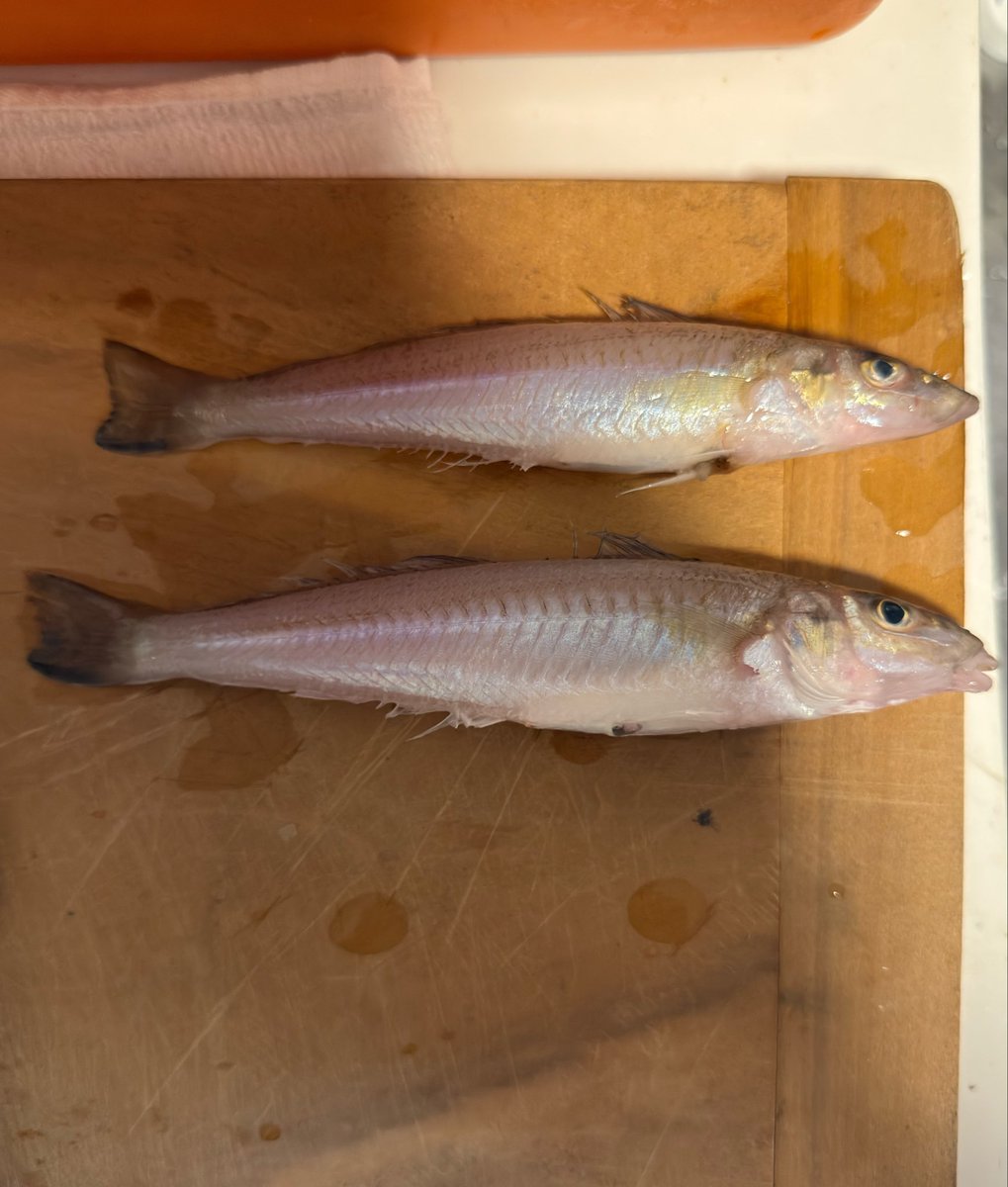 telecom326's tweet photo. デカギスが釣れたので、昆布締めで🍶

皮をバーナーで炙ると旨味マシマシ☝️ https://t.co/Y50SZTGTGo
