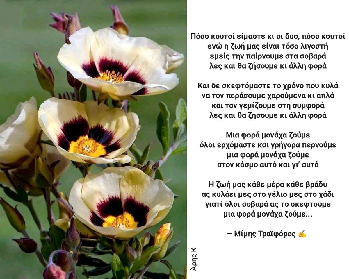 Outis958's tweet photo. “Πόσο κουτοί είμαστε κι οι δυο, πόσο κουτοί
ενώ η ζωή μας είναι τόσο λιγοστή
εμείς την παίρνουμε στα σοβαρά
λες και θα ζήσουμε κι άλλη φορά...

Μια φορά μονάχα ζούμε
όλοι ερχόμαστε και γρήγορα περνούμε...”

– Μίμης Τραϊφόρος ✍️ 

🎶👉 https://t.co/e4USO7sMsq https://t.co/1zdj9Fswlw