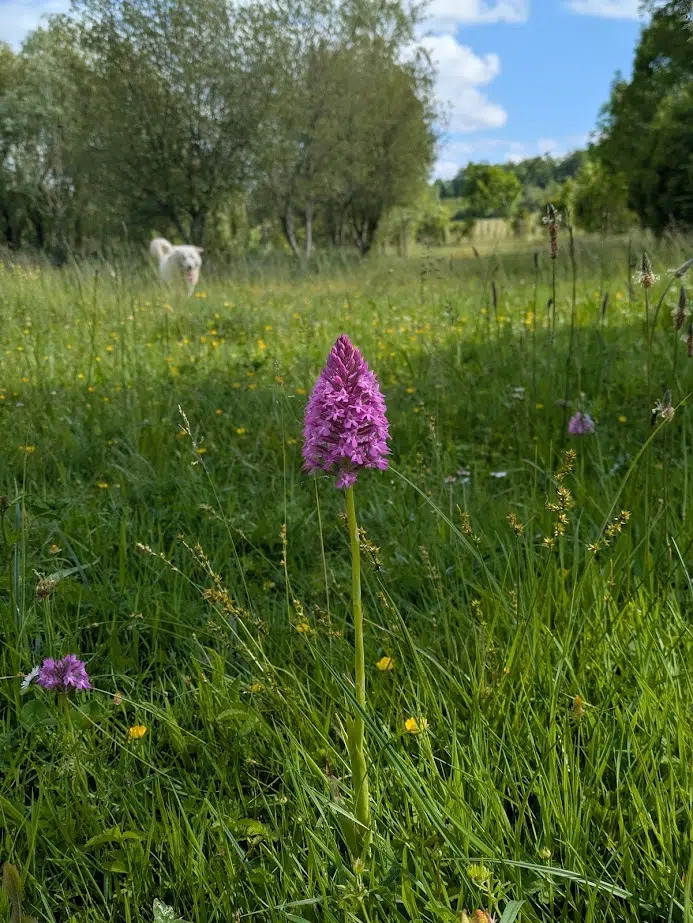 PatrickDuler's tweet photo. Un peu de la flore sauvage du Domaine de Saint-Géry  

#maisonduler #fleurs #nature https://t.co/t87sdf6W20