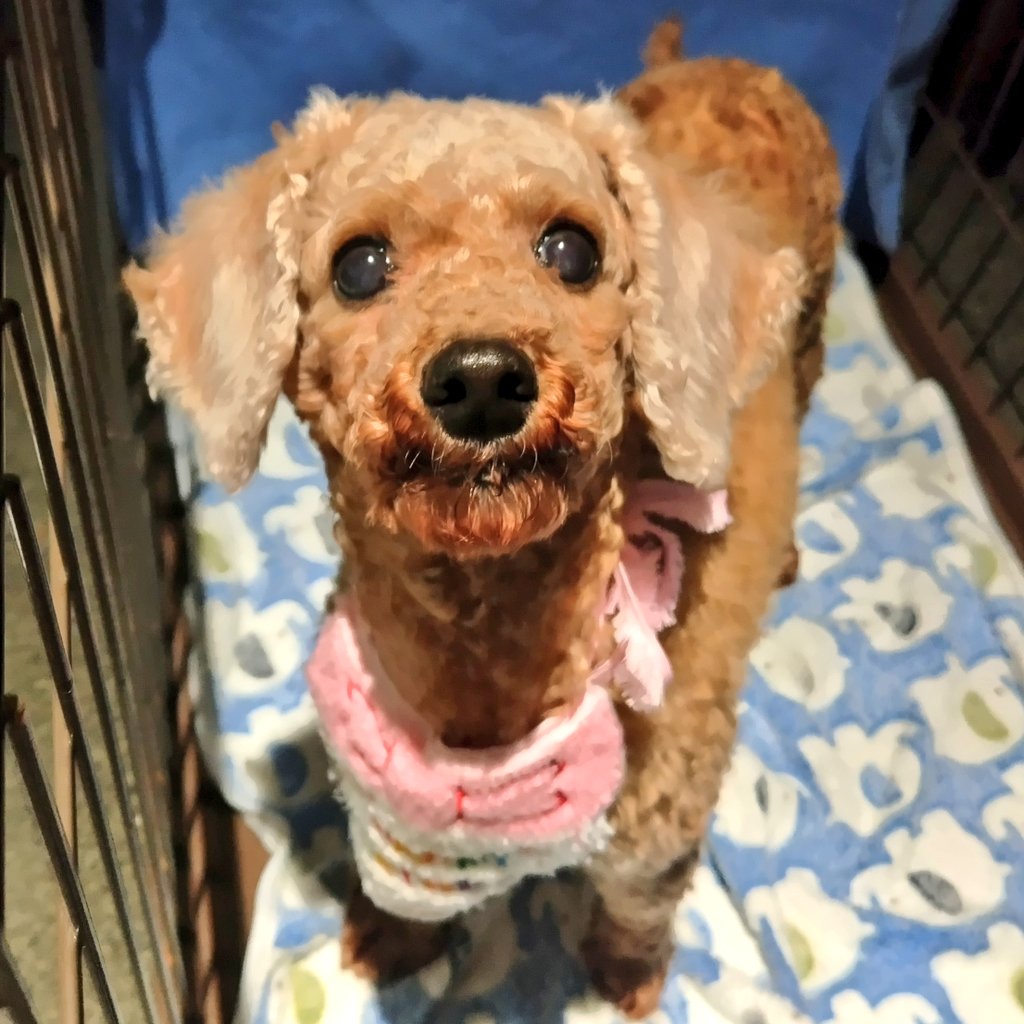 hogokencafet's tweet photo. #里親さま募集中
⁡
🎂Happy 7th Birthday🎂

´•ᴥ•`🐾リルクル
#トイプードル/女の子/7才/5.3kg

本日7才のお誕生日を迎えたリルちゃん。

偶然にも診察で鶴橋に戻っているタイミングでお祝いできるとは！
相変わらず、抱っこすると髪の毛を食べようとするイタズラっ子なリルちゃんです🤭 https://t.co/KFo8zswCkT