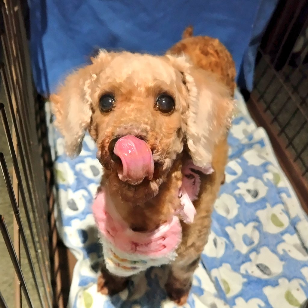 hogokencafet's tweet photo. #里親さま募集中
⁡
🎂Happy 7th Birthday🎂

´•ᴥ•`🐾リルクル
#トイプードル/女の子/7才/5.3kg

本日7才のお誕生日を迎えたリルちゃん。

偶然にも診察で鶴橋に戻っているタイミングでお祝いできるとは！
相変わらず、抱っこすると髪の毛を食べようとするイタズラっ子なリルちゃんです🤭 https://t.co/KFo8zswCkT