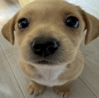 peacemoondevil's tweet photo. Para os que nao sabem, eu sou esse cachorro https://t.co/Wu1rc1ej48