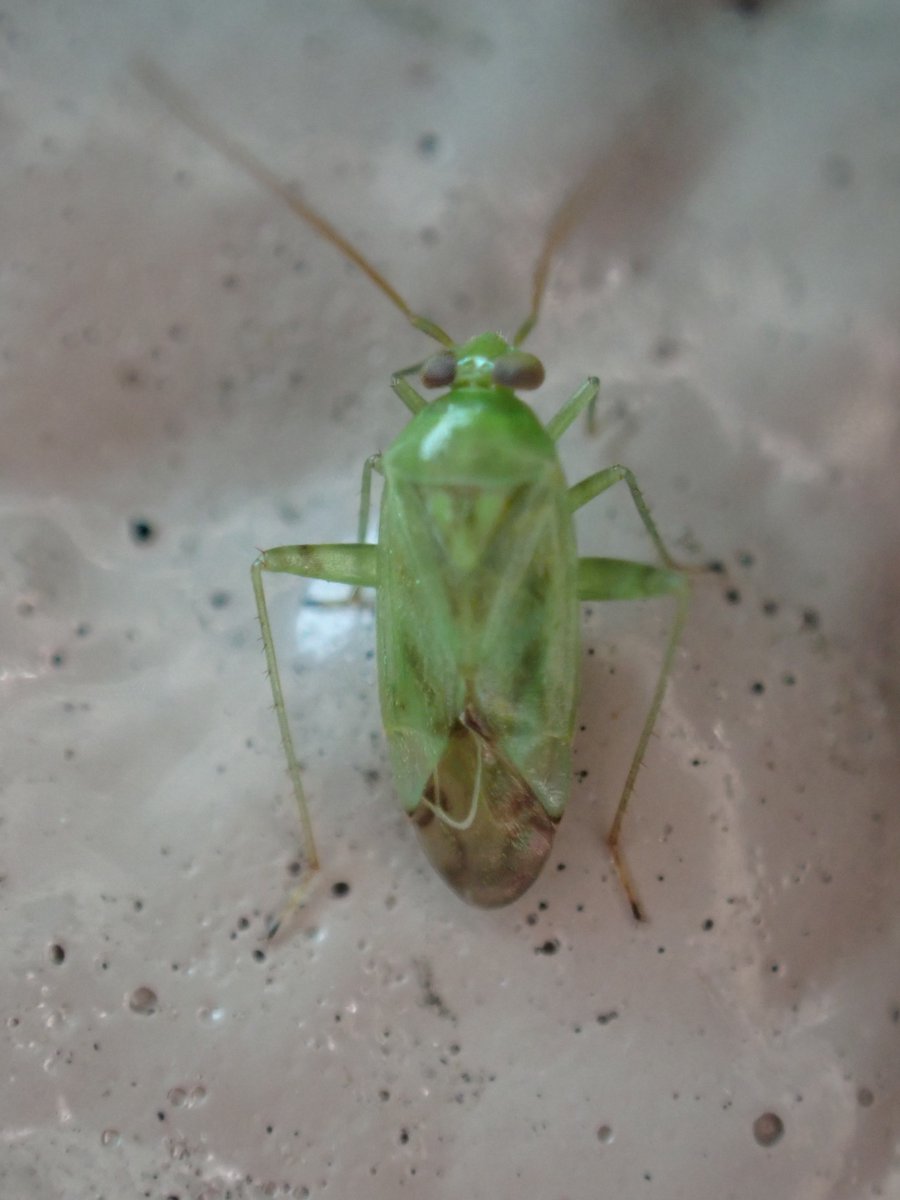 eijit_moth's tweet photo. 2026-06-08

ウスモンミドリカスミカメ？

楔状部先端が暗色、後脚腿節先端付近に帯状の褐色紋、といった特徴は合う。

https://t.co/rgwY3zlESi https://t.co/V0TyX7DUu3