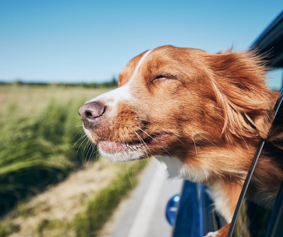 BevSmithSays's tweet photo. Adventure is better with your best friend riding shotgun. 🐶☀️
Explore the Toyota Tundra, built for every road trip and tail-wagging adventure.

#DogFriendly #RoadTripReady https://t.co/5FLP0tFc6u