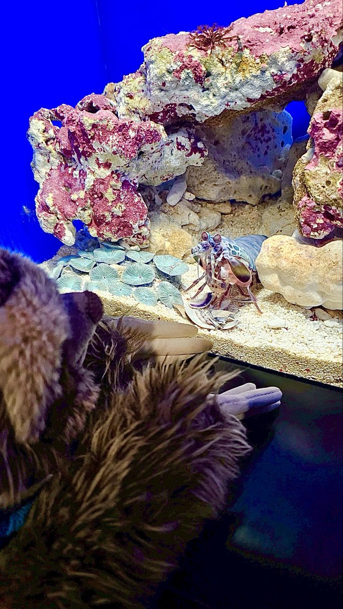g_jyon's tweet photo. おまたせ🦥🌿だらさんぽ更新🆕

池袋サンシャイン水族館🦥だらさんぽ🌿 https://t.co/KeKfw5kasL @YouTubeより https://t.co/61Cyzbxva6