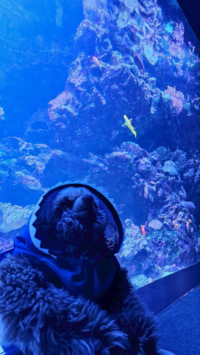 g_jyon's tweet photo. おまたせ🦥🌿だらさんぽ更新🆕

池袋サンシャイン水族館🦥だらさんぽ🌿 https://t.co/KeKfw5kasL @YouTubeより https://t.co/61Cyzbxva6