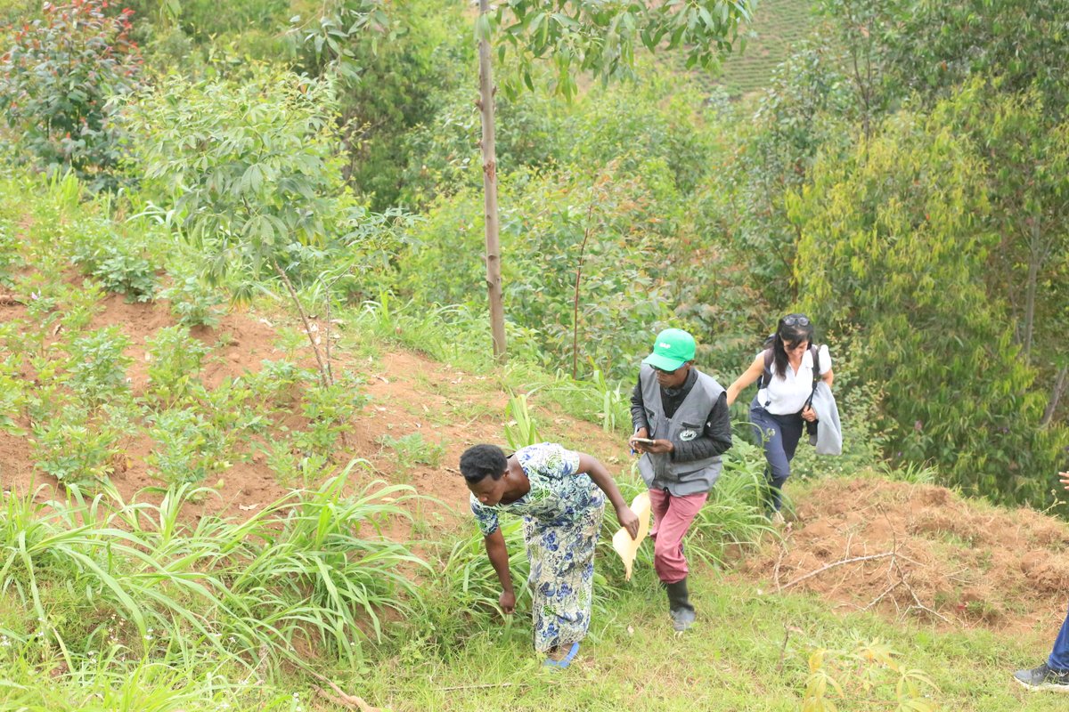 ipfg7's tweet photo. 🌱 From 7–9 June, IPFG welcomed a @LivelihoodsFund delegation to visit restoration project sites, tree nurseries, and agroforestry fams. The team also explored our land registration and mapping processes, witnessing how communities are restoring landscapes, improving livelihoods. https://t.co/rVoEPbPTiG