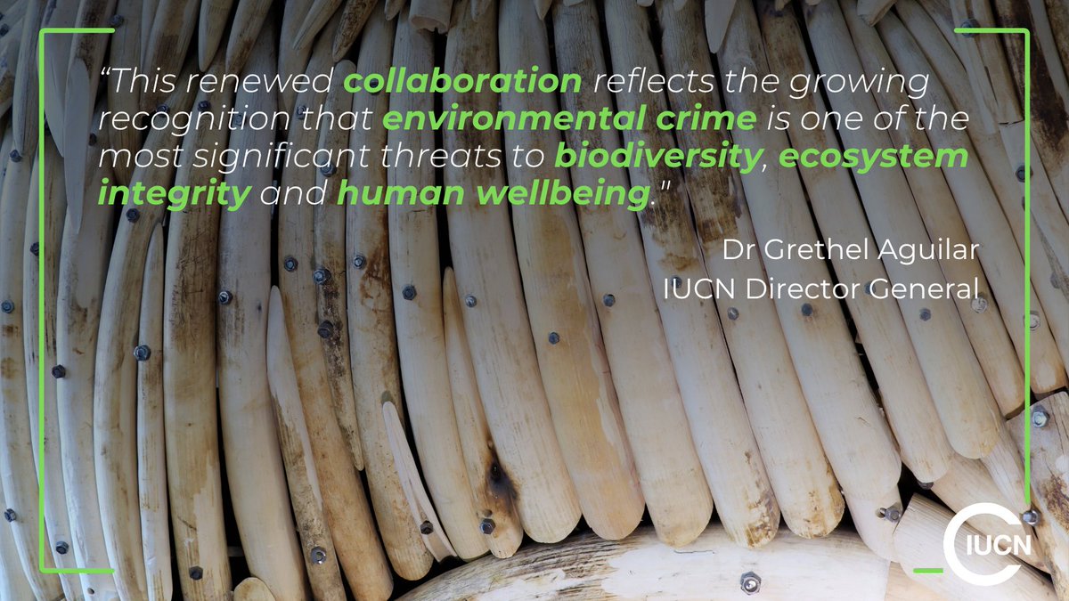 IUCN's tweet photo. IUCN and @UNODC have signed a strategic partnership to strengthen cooperation against environmental crime — from wildlife trafficking and illegal logging to fisheries crime and pollution, including links to transnational organised crime.

The agreement also reinforces both organisations' commitment to the safety of environmental defenders worldwide.

https://t.co/fkFyl0oWQR 

#EnvironmentalCrime #WildlifeTrafficking