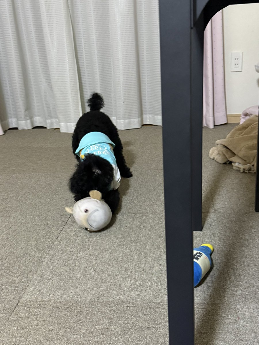 redmiso_kun's tweet photo. 桂浜水族館でやったアカメくじのアカメは早速犬のおもちゃになりました😂😂
@katurahama_aq https://t.co/TwSCFRw5g2