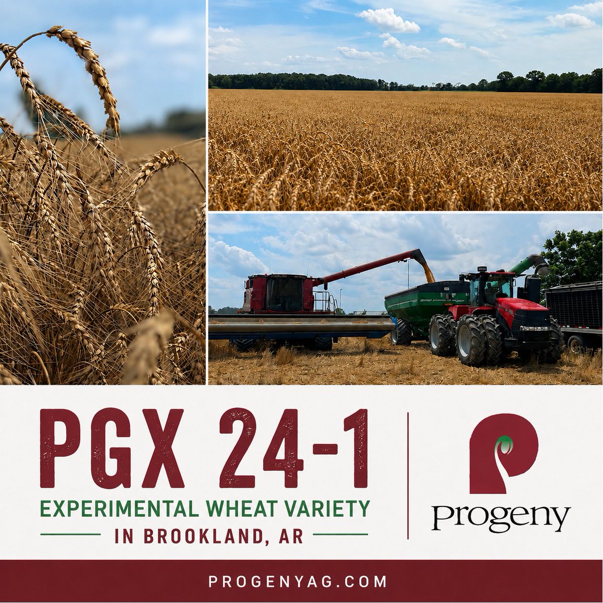 AgProgeny's tweet photo. The future of wheat starts with testing, and experimental PGX 24-1 is earning its place in the conversation.

#ProgenyAg #2026WheatHarvest #BrooklandAR #FieldProven #HarvestSeason
#SeedofIntegrity
#Qualitysince1984 https://t.co/8igrZGPG1L