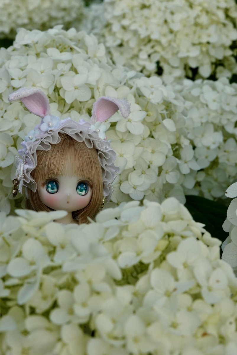 sai_muka's tweet photo. シュガパ4のワンオフ抽選、外れた…(泣)
旧中川水辺公園の紫陽花が今年も綺麗に咲いてる♪
新しいドレスを着たラーラちゃんたちと一緒に📸
イベントで買った🐇のヘッドドレス、ずっとお気に入り！🐻も
お洋服:@_VOYAGE_mina
バッグ&amp;ヘッドドレス:@yoru7milky 
#シュガーカップス
#といしゅが
#VOYAGE服 https://t.co/PkLmpYVNuM